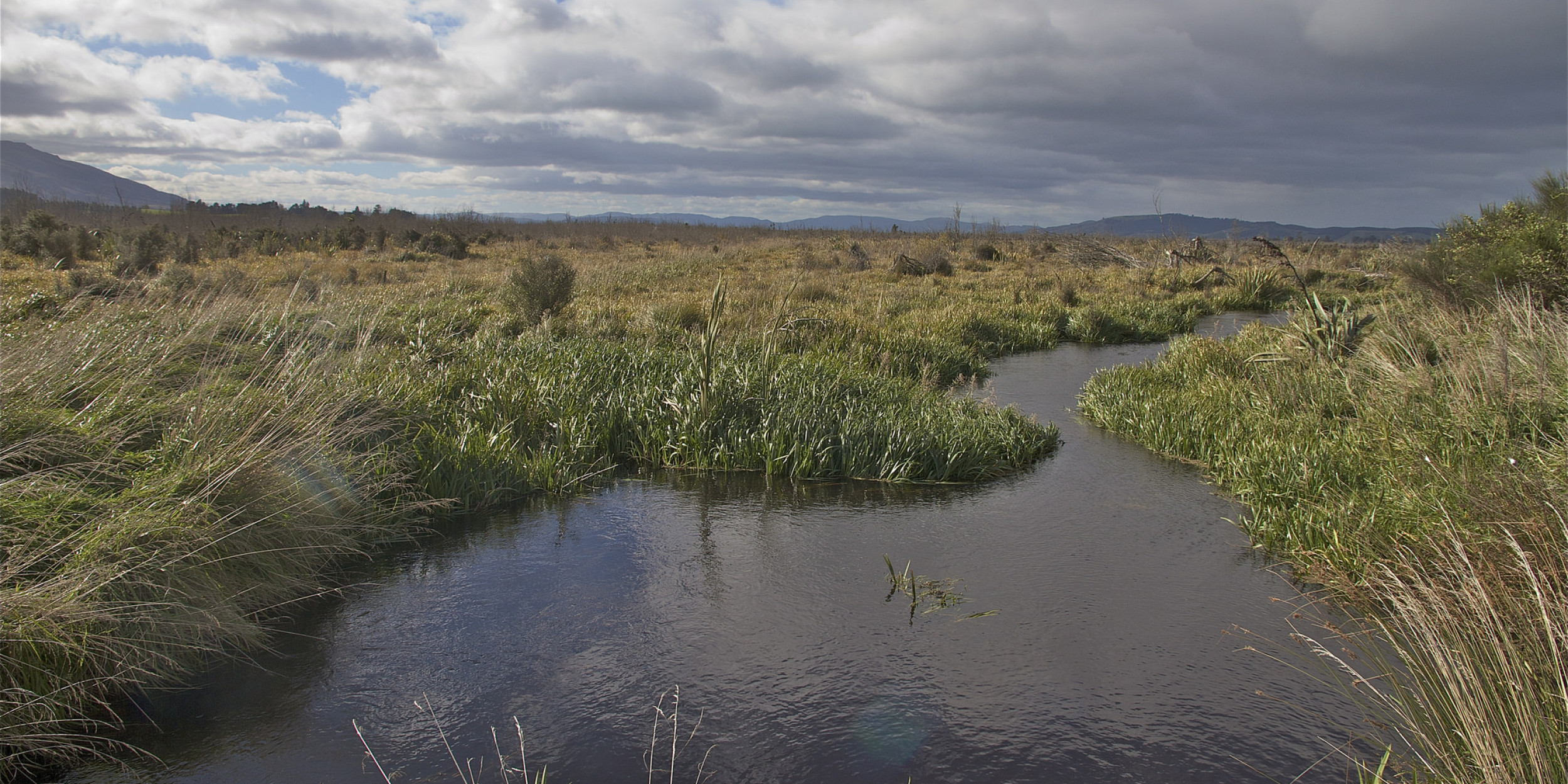 Wetlands Forest and Bird